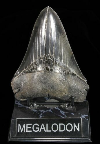 Serrated, Lower Megalodon Tooth - Georgia #72795